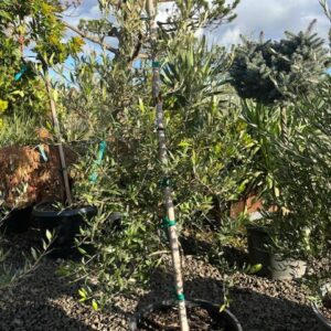 Olea europaea 'Arbosana'/Arbosana Olive Tree