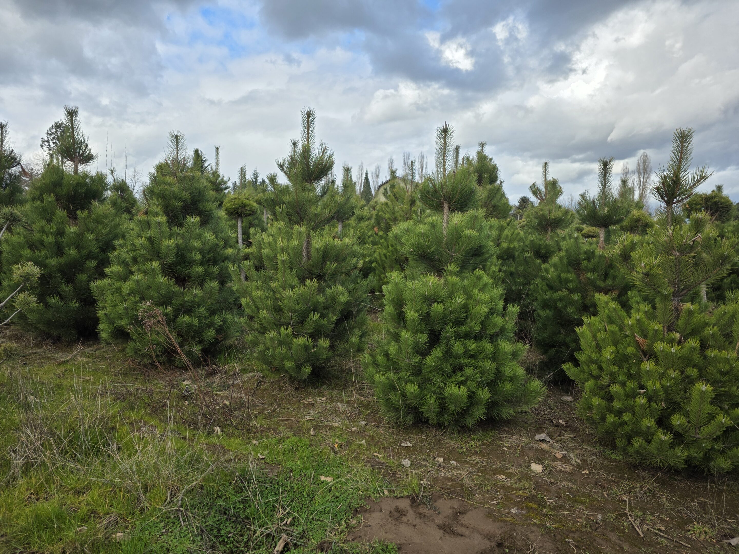 Pinus nigra/Austrian Pine - Image 6