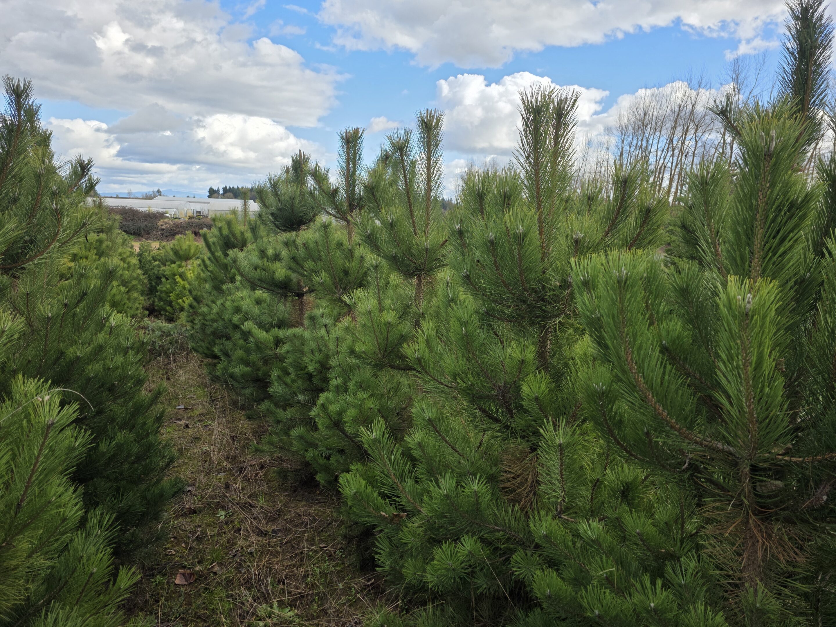 Pinus nigra/Austrian Pine - Image 5
