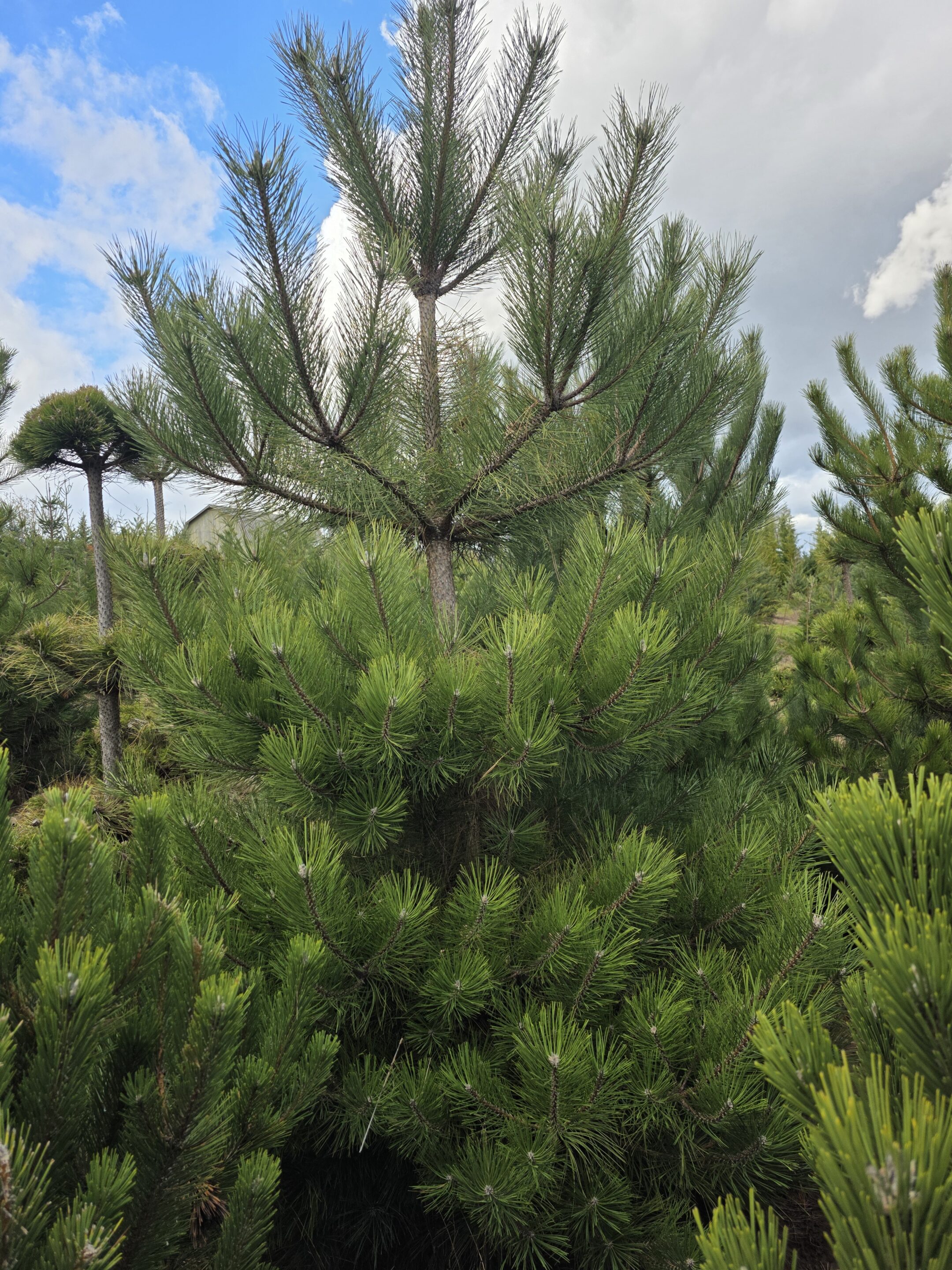 Pinus nigra/Austrian Pine - Image 4