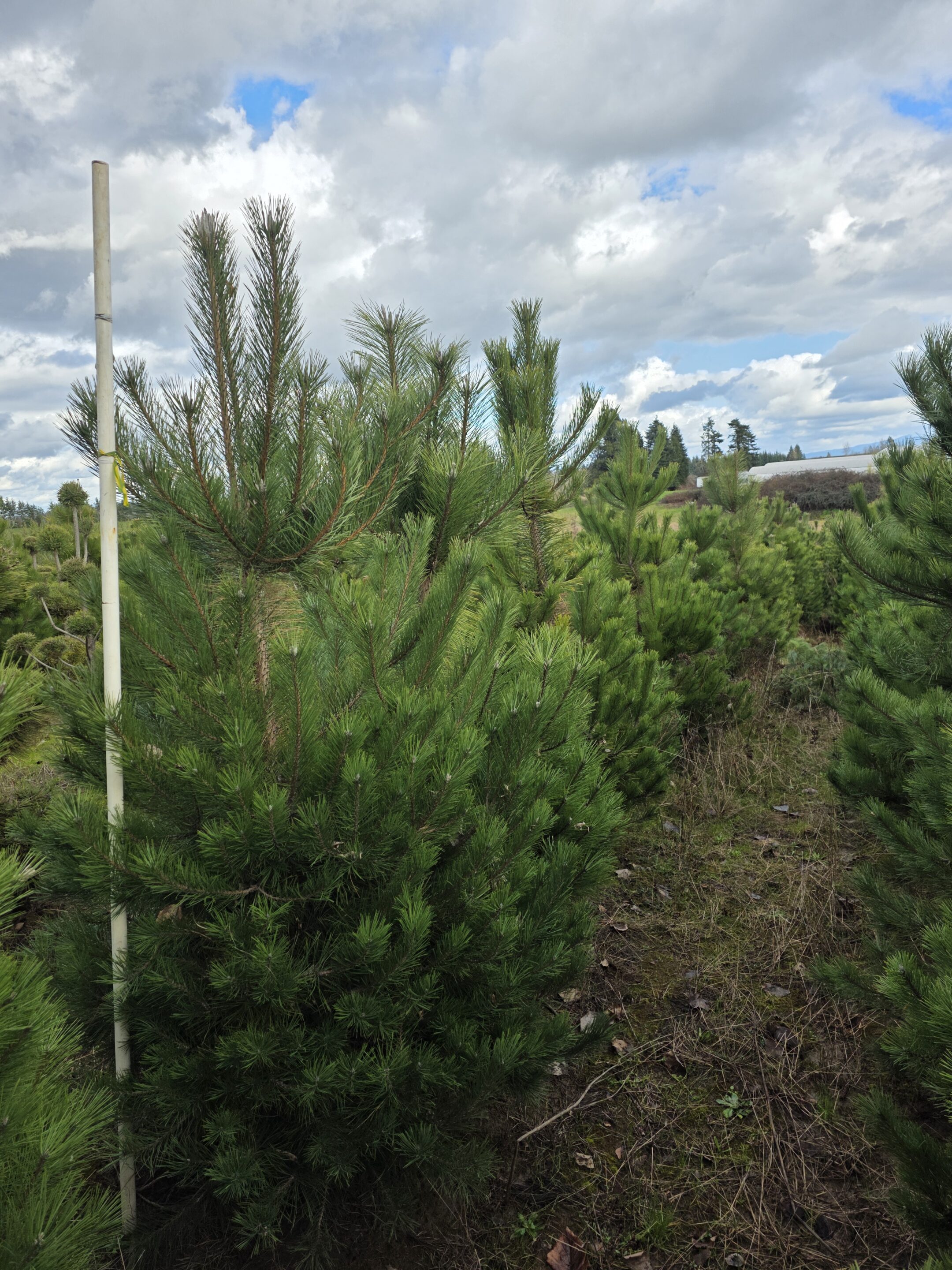 Pinus nigra/Austrian Pine - Image 3