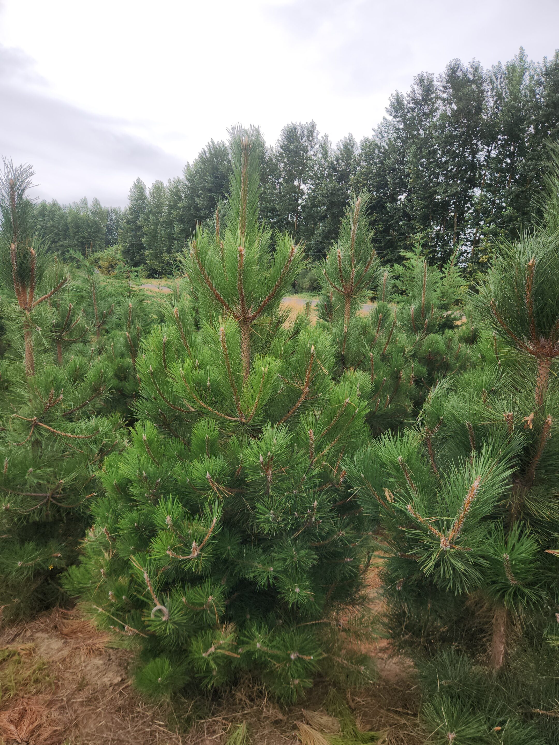 Pinus nigra/Austrian Pine - Image 7