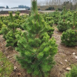 Pinus nigra/Austrian Pine