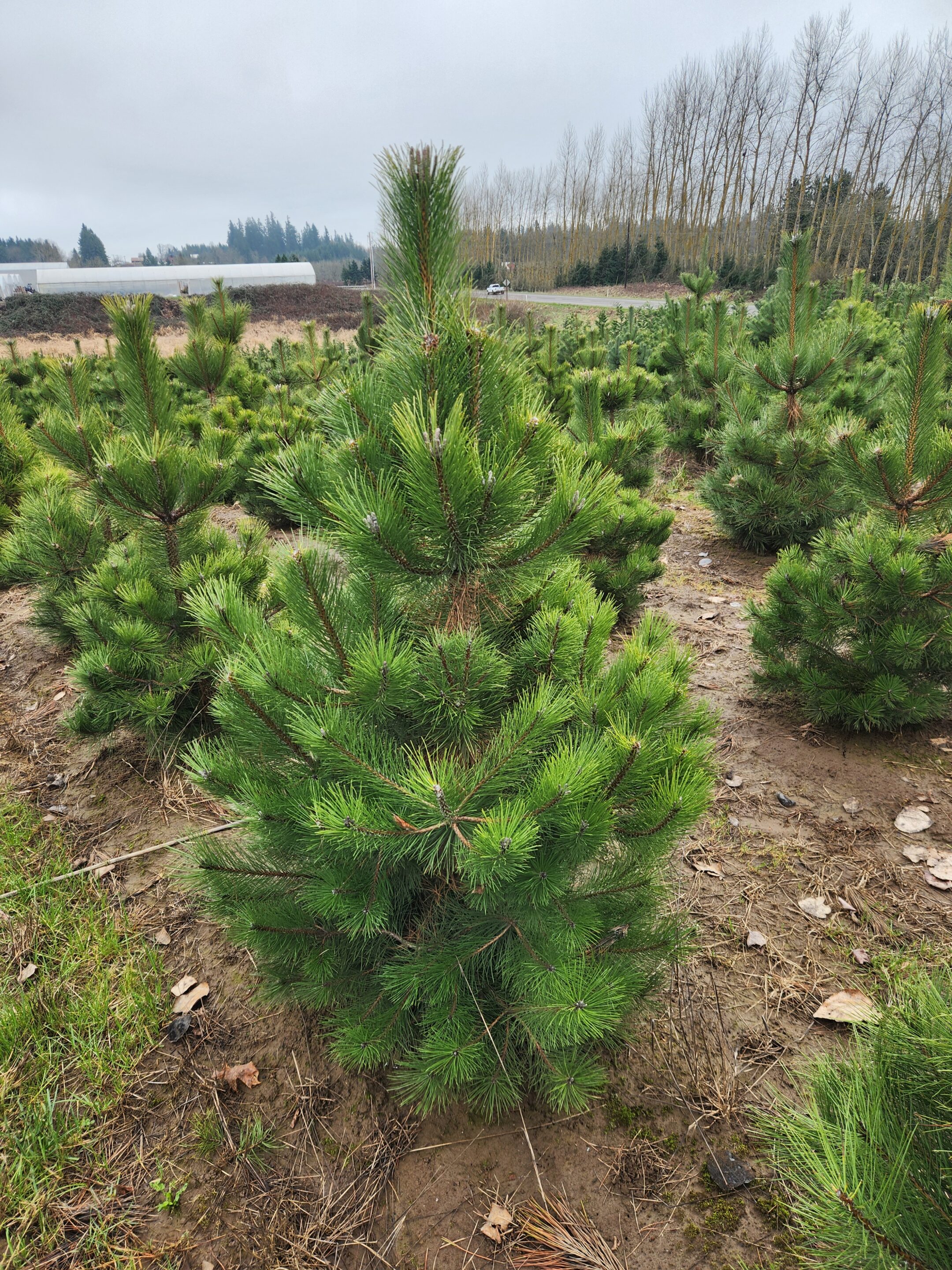 Pinus nigra/Austrian Pine