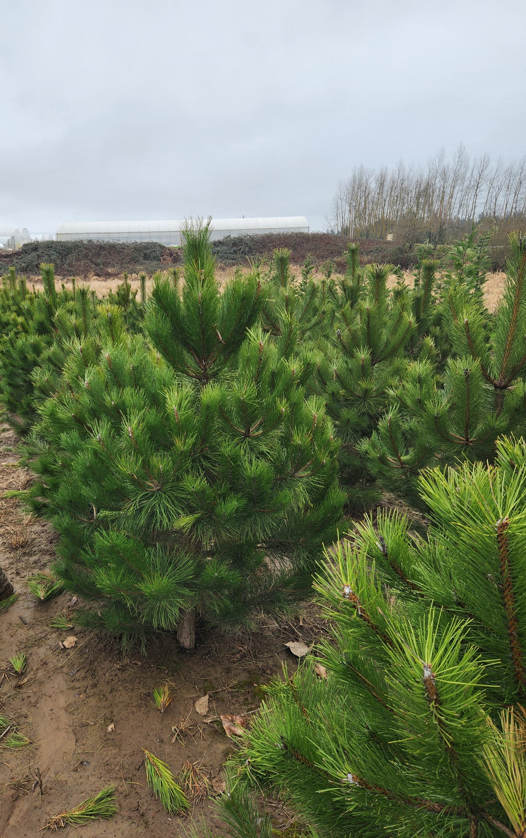 Pinus nigra/Austrian Pine - Image 8