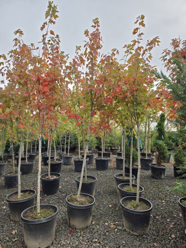 Acer × freemanii 'Autumn Blaze'/Autumn Blaze Maple - Image 2