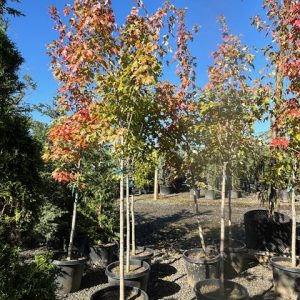Acer × freemanii 'Autumn Blaze'/Autumn Blaze Maple