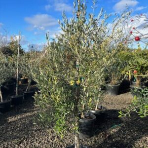 Olea europaea 'Koroneiki'/Koroneiki Olive Tree