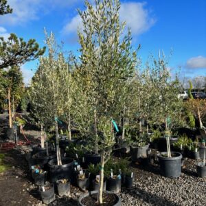 Olea europaea 'Mission'/Mission Olive Tree