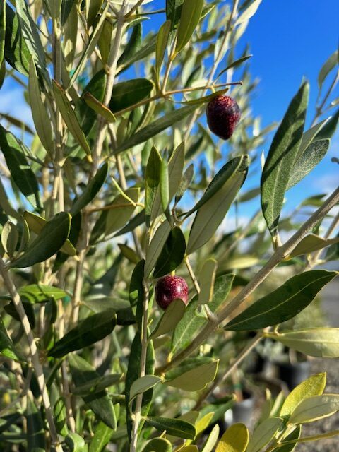 Olea europaea 'Manzanillo'/Manzanillo Olive Tree - Image 5