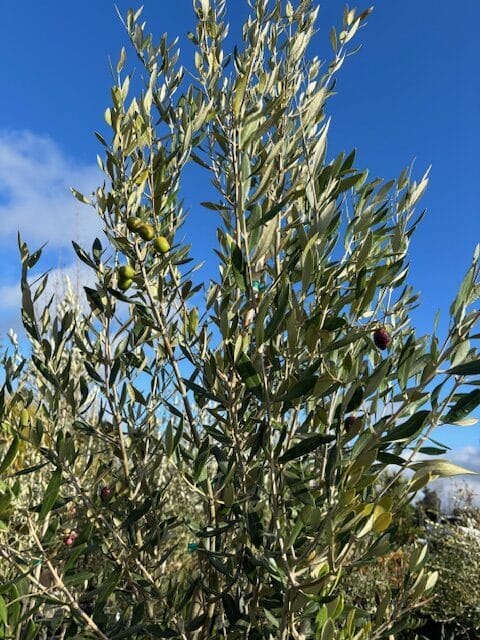 Olea europaea 'Manzanillo'/Manzanillo Olive Tree - Image 4