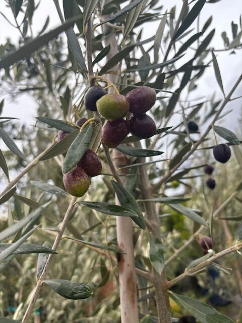 Olea europaea 'Manzanillo'/Manzanillo Olive Tree - Image 3