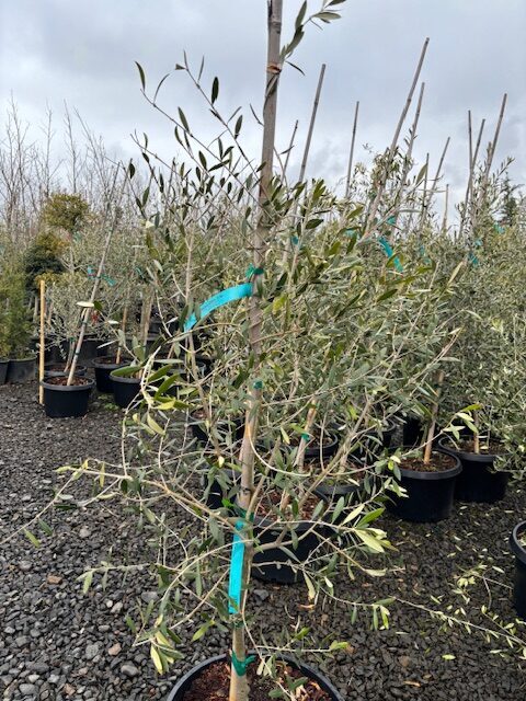 Olea europaea 'Mission'/Mission Olive Tree - Image 5
