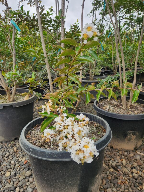 Buy Natchez Crepe Myrtle 'Multi-Stem' | The Nursery Outlet