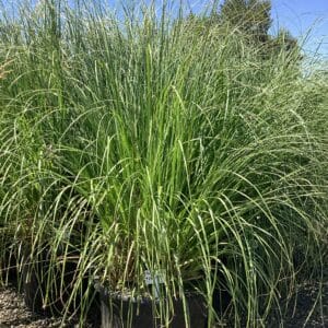 Cortaderia selloana/Pampas Grass