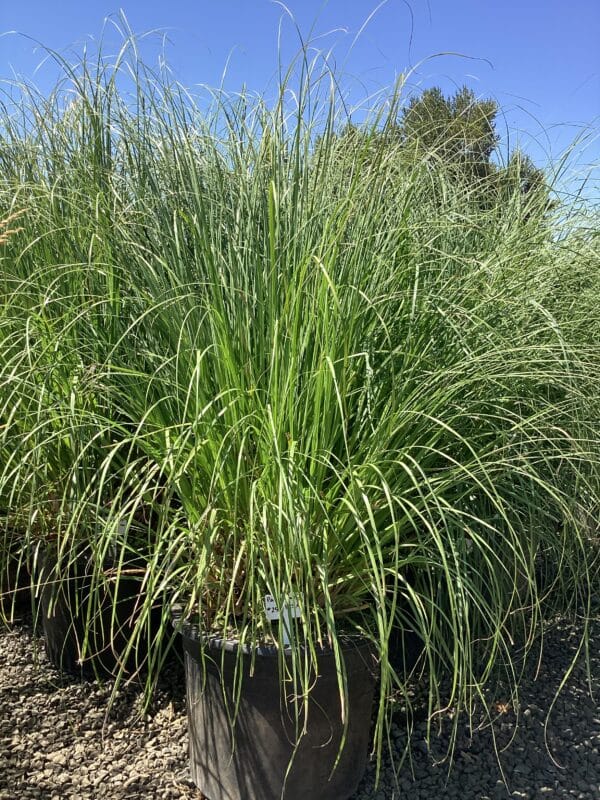Cortaderia selloana/Pampas Grass