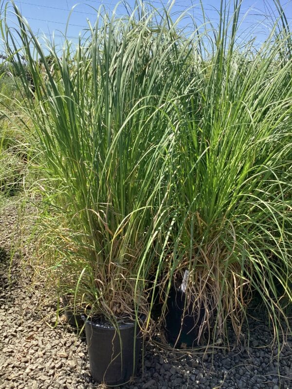 Cortaderia selloana/Pampas Grass - Image 3