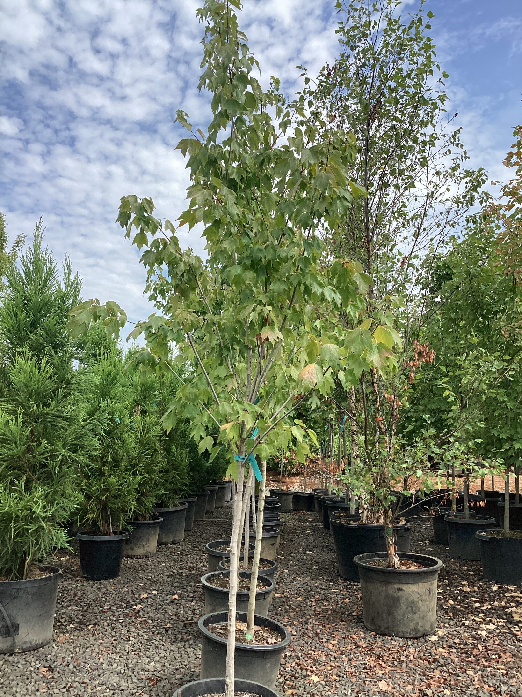 Acer rubrum 'Red Sunset'/Red Sunset Maple - Image 3