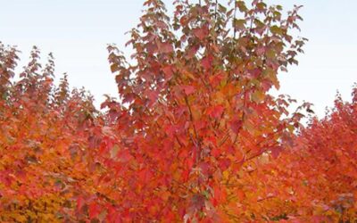 Common Trees That Attract Birds & Pollinators