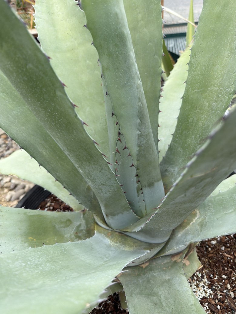 Agave 'Americana x Scabra'/Americana Agave - Image 3