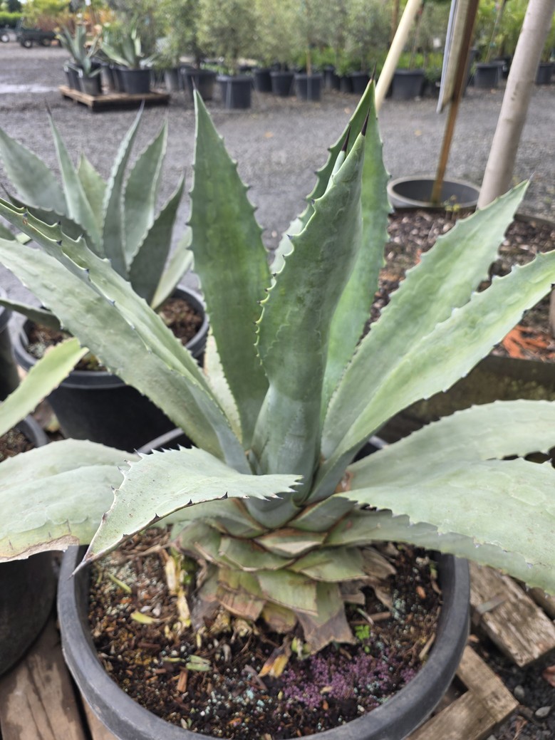 Agave 'Americana x Scabra'/Americana Agave - Image 4