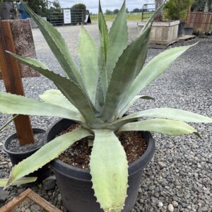 Agave 'Americana x Scabra'/Americana Agave