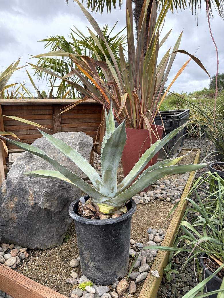 Agave 'Americana x Scabra'/Americana Agave - Image 5