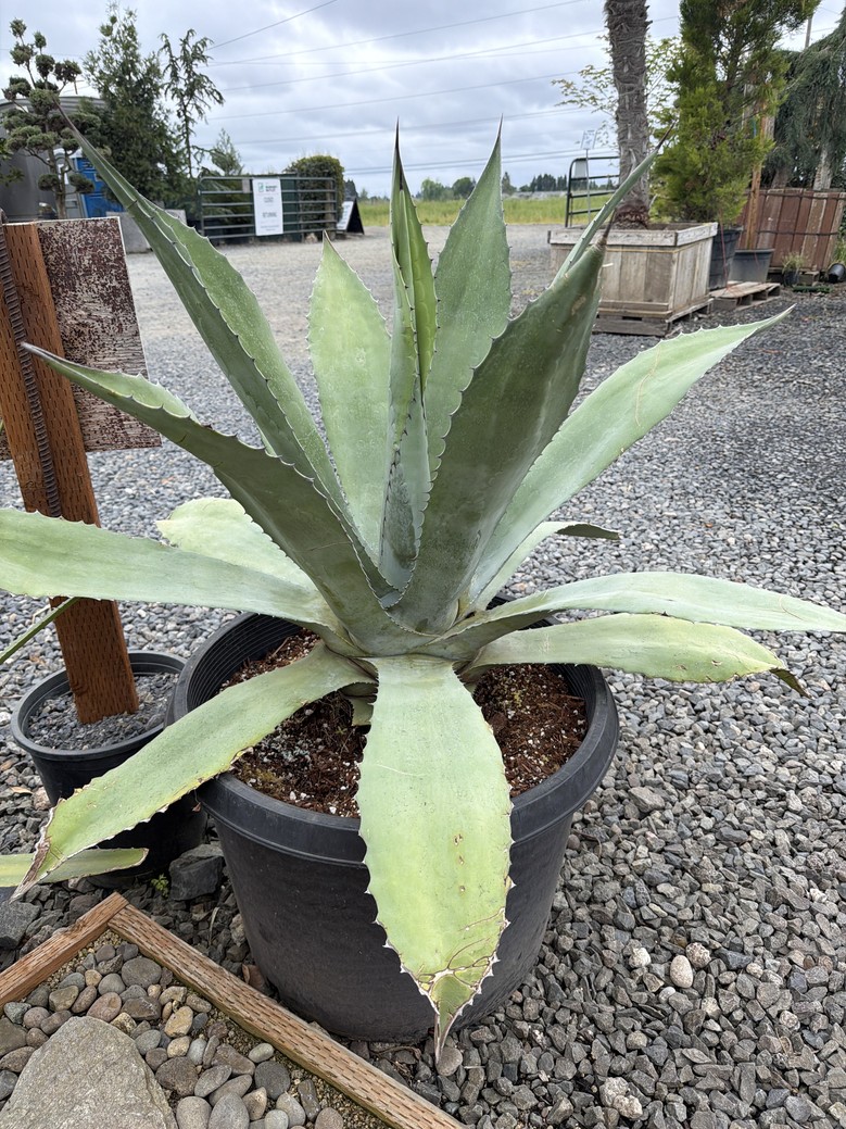 Agave 'Americana x Scabra'/Americana Agave