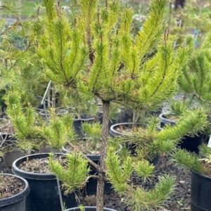 Pinus contorta/Shore Pine