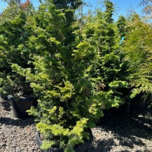 Chamaecyparis obtusa 'Gracillis'/Slender Hinoki Cypress