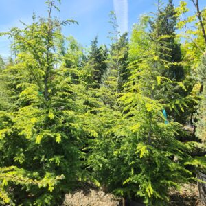 Tsuga heterophylla/Western Hemlock