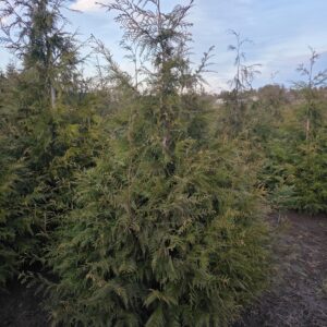 Thuja plicata/Western Red Cedar