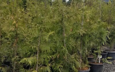 Top 12 Trees That Thrive in Oregon’s Climate