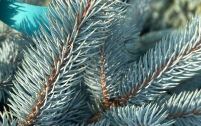 10 Easy Ways to Identify Tree Species by Leaves & Bark
