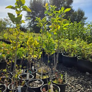 Black Hawthorn saplings with bright green leaves, growing in black nursery pots under sunlight at The Nursery Outlet.