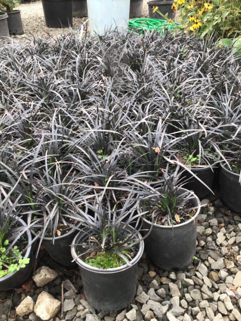 Buy Ophiopogon planiscapus 'Nigrescens'/Black Mondo Grass
