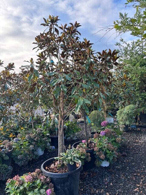 Potted Bracken’s Brown Beauty with glossy dark green leaves and reddish-brown stems.