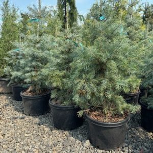 Densely packed Concolor White Fir trees in black nursery pots, displaying their blue-green needles for sale at The Nursery Outlet.