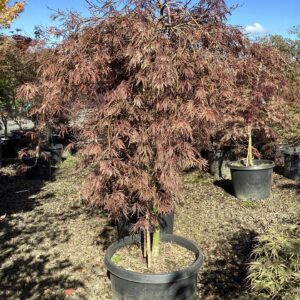 Acer palmatum var. dissectum 'Crimson Queen'/Crimson Queen Laceleaf Japanese Maple