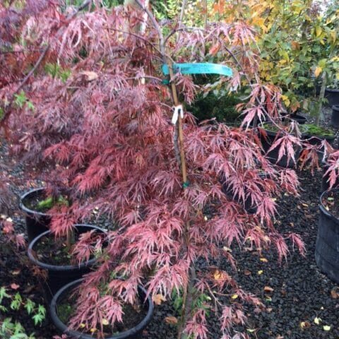 ガーデン・ローズ・メイデン アジア ガーデン・ローズ・メイデン