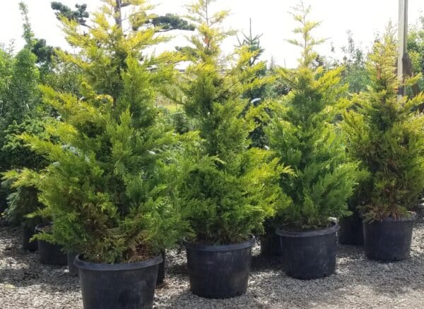 Group of Gold Rider Leyland Cypress trees with rich golden-yellow needles.