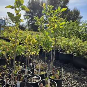Young Indian Plum trees with bright green foliage in black pots under natural sunlight at The Nursery Outlet.