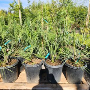 Butia capitata 'Jelly Palm'/Jelly Palm Tree