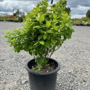 Close-up of fragrant Mock Orange blossoms and buds with lush green leaves, perfect for a sensory garden.