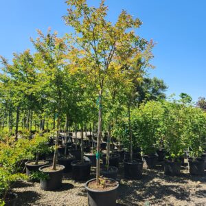 Potted Natchez Crape Myrtle with white blooms and smooth, exfoliating bark.