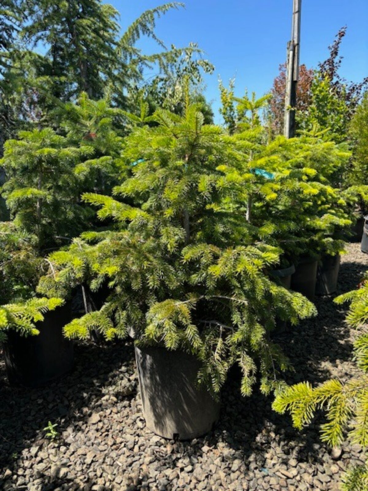 NOBU様　Picea abies nordmanniana コニファー　苗 NOBU様 Picea abies nordmanniana コニファー 苗 NOBU様 Picea abies