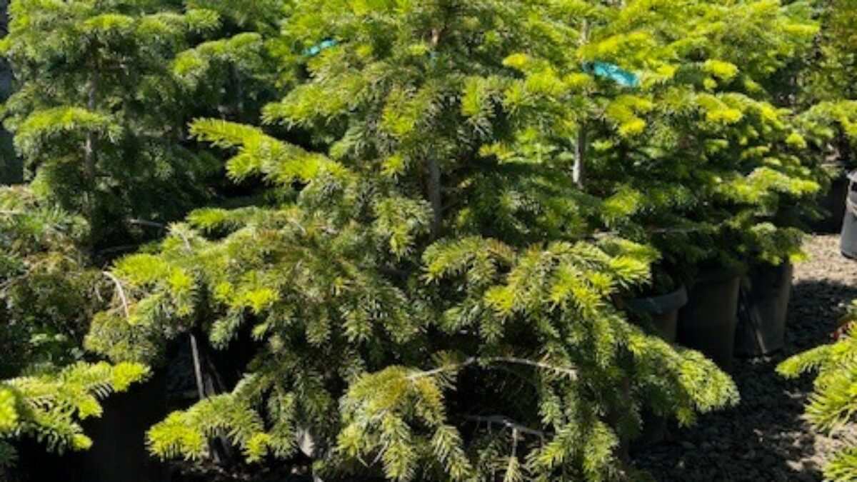 NOBU様 Picea abies nordmanniana コニファー 苗 NOBU様Picea abies