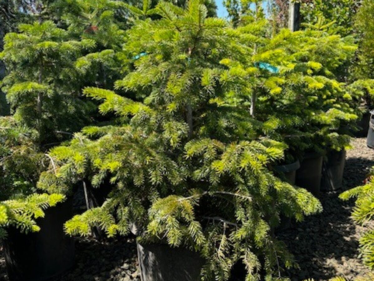 Buy Abies nordmanniana/Nordmann Fir | The Nursery Outlet