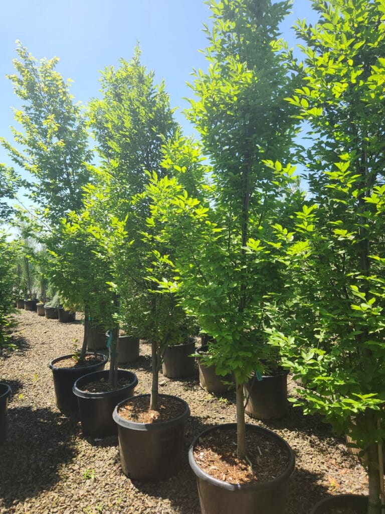 Pyramidal-Hornbeam-768x1024.jpg