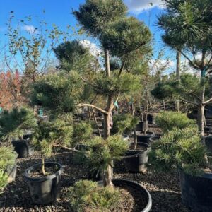 Potted Scotch Pine with long green needles and rough, orange-brown bark.
